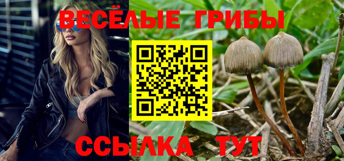 Псилоцибиновые грибы Psilocybine cubensis Егорьевск